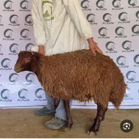 بره