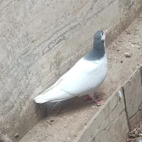 جوجه سده خال نر تک سالم