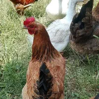 مرغ تخم گذار و خروس و اردک