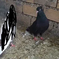 پرنده ۹عدد نر دونه ۲۰۰