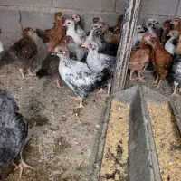 مرغ وخروس