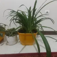 سه گل خوب