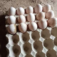 تخم‌بوغلمون‌نطفه‌دار