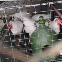 مرغ هلندی  وخروس سیبرایت