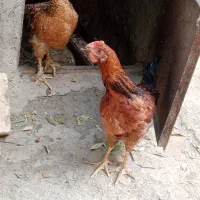 2عدد خروس 6 ماهه و 3عدد واره 4ماهه.