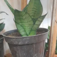 گل آپارتمانی و خانگی