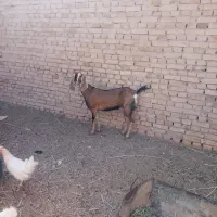 کولار