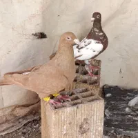 نرماده زرد سرخ پلاکی