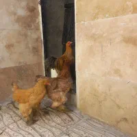 مرغ وخروس برهما