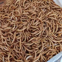 میلورم و سوپرورم و لارو سرباز و مکمل ترکیبی