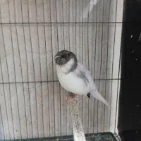 قناری نر مست