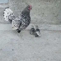 مرغ و خروس سبرایت