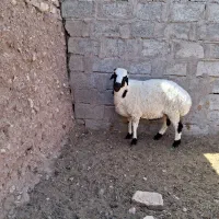 بره نر چاق