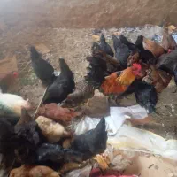 مرغ خروس
