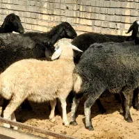 میش بره دار