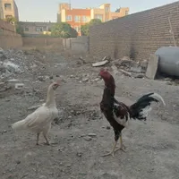 مرغ خروس لاری چیل|حیوانات مزرعه|مشهد, ویلاشهر|دیوار