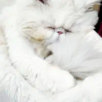 فروش فوری گربه