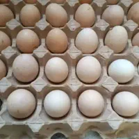 تخم مرغ نطفه دار