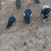 مرغ شاخدار خروس اردک روسی