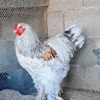 تک خروس برهما