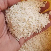 برنج فوق پرفروش هاشمی