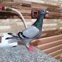 کبوتر سبز ماده خودمونی