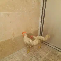 دوعدد خروس