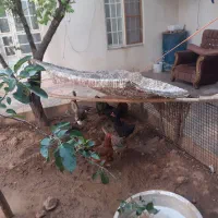 فروش‌‌تعدادی‌مرغ