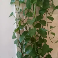 گل آپارتمانی به فروش میرسد