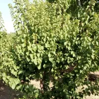 باغ ویلا