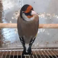 سهره نر معاوظه
