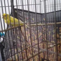 قناری نر. شباب