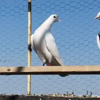 1عددکفترگرفته شده
