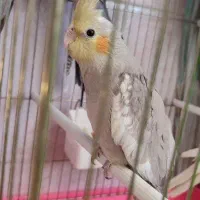 عروس هلندی خانگی خوشکل