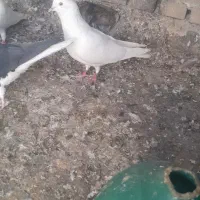 کبوتر|پرنده|خرمشهر, |دیوار