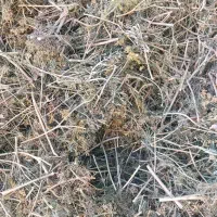 شوید خشک گل دار خیارشوری