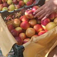 شلیل درجه یک بار تازه