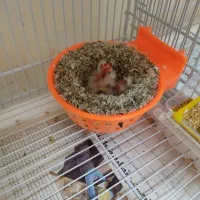 جوجه قناری سرلاکی