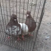 سلام تعدادی  کبوتر ملقی