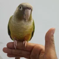 طوطی گرینچیک کاملا دستی و سخنگو
