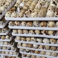 فروش تخم نطفه دار بلدرچین نژاد گوشتی سنگین وزن