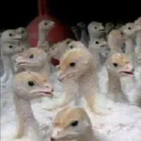 جوجه بوقلمون بیوتی نژاد فوق سنگین