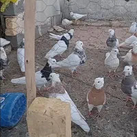 فروش هفتاد دونه کبوتر طوقی یکجا پنجاه میلیون.