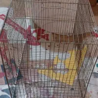 در حد