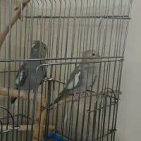 عروس هلندی مولد