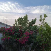 باغ ویلا وشنوه