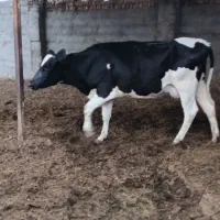 گاو جوان مخصوص کشتار و نگه داشتن