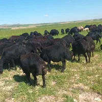 ۷۰ راس میش بره دار و آبستن یکدست قره قزل جوان