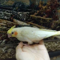 جوجه عروس سرلاکی بازیگوش