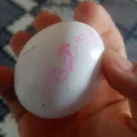 تخم مرغ